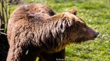 Bracia Chip i Dale - nowi mieszkańcy białostockiego Akcentu ZOO, fot. Sylwia Krassowska