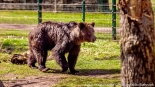 Bracia Chip i Dale - nowi mieszkańcy białostockiego Akcentu ZOO, fot. Sylwia Krassowska