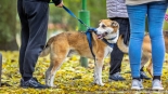 Parada adopciaków na białostockich Plantach, fot. Sylwia Krassowska
