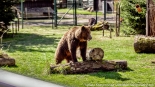 Bracia Chip i Dale - nowi mieszkańcy białostockiego Akcentu ZOO, fot. Sylwia Krassowska