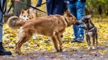 Parada adopciaków na białostockich Plantach, fot. Sylwia Krassowska