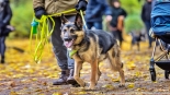 Parada adopciaków na białostockich Plantach, fot. Sylwia Krassowska