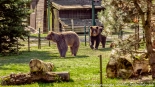 Bracia Chip i Dale - nowi mieszkańcy białostockiego Akcentu ZOO, fot. Sylwia Krassowska