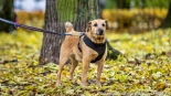 Parada adopciaków na białostockich Plantach, fot. Sylwia Krassowska