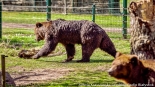 Bracia Chip i Dale - nowi mieszkańcy białostockiego Akcentu ZOO, fot. Sylwia Krassowska