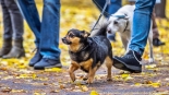 Parada adopciaków na białostockich Plantach, fot. Sylwia Krassowska