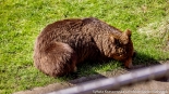 Bracia Chip i Dale - nowi mieszkańcy białostockiego Akcentu ZOO, fot. Sylwia Krassowska