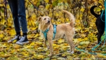 Parada adopciaków na białostockich Plantach, fot. Sylwia Krassowska
