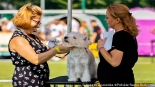 XVI Międzynarodowa Wystawa Psów Rasowych w Białymstoku, fot. Sylwia Krassowska