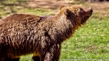 Bracia Chip i Dale - nowi mieszkańcy białostockiego Akcentu ZOO, fot. Sylwia Krassowska