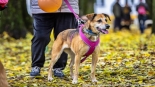 Parada adopciaków na białostockich Plantach, fot. Sylwia Krassowska