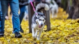 Parada adopciaków na białostockich Plantach, fot. Sylwia Krassowska