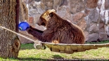 Bracia Chip i Dale - nowi mieszkańcy białostockiego Akcentu ZOO, fot. Sylwia Krassowska