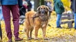 Parada adopciaków na białostockich Plantach, fot. Sylwia Krassowska