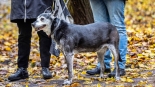 Parada adopciaków na białostockich Plantach, fot. Sylwia Krassowska