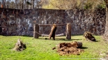 Bracia Chip i Dale - nowi mieszkańcy białostockiego Akcentu ZOO, fot. Sylwia Krassowska