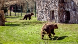Bracia Chip i Dale - nowi mieszkańcy białostockiego Akcentu ZOO, fot. Sylwia Krassowska