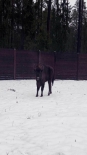 Źródło fot.: facebook.com/nadlesnictwosuprasl