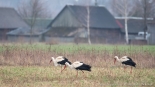 fot. Adam Janczewski