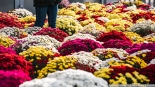 Wszystkich Świętych w Białymstoku, 1.11.2024, fot. Joanna Szubzda