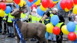 Rzeźba młodego jelenia w Łomży, 21.12.2024, fot. Adam Dąbrowski