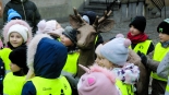 Rzeźba młodego jelenia w Łomży, 21.12.2024, fot. Adam Dąbrowski