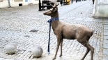Rzeźba młodego jelenia w Łomży, 21.12.2024, fot. Adam Dąbrowski