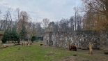 Niedźwiedzie Czip i Dale obudziły się po zimowej drzemce, 26.03.2025, fot. Aneta Łaski